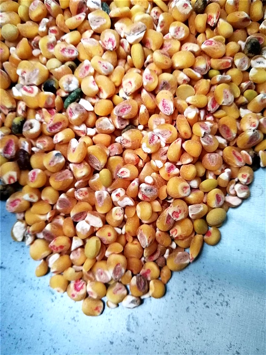 去蘑菇视频官网版下载大全药种子包衣外皮去皮机 去蘑菇视频官网版下载大全药种子包衣外皮去皮机